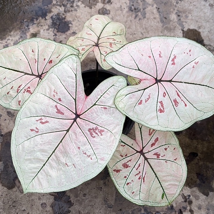 61-1222珠光草莓广东现货