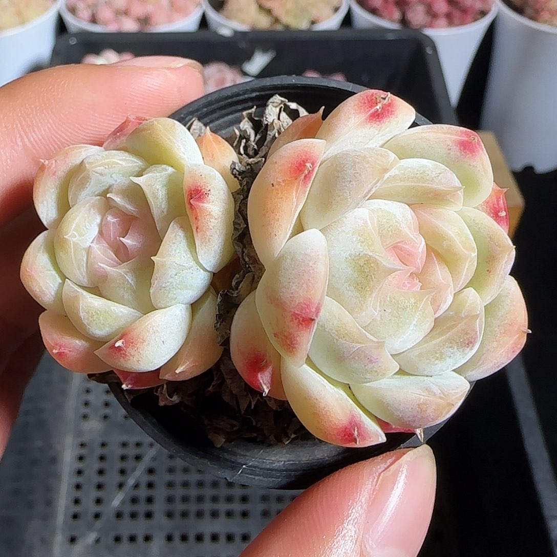 多肉1221-76月影糖心