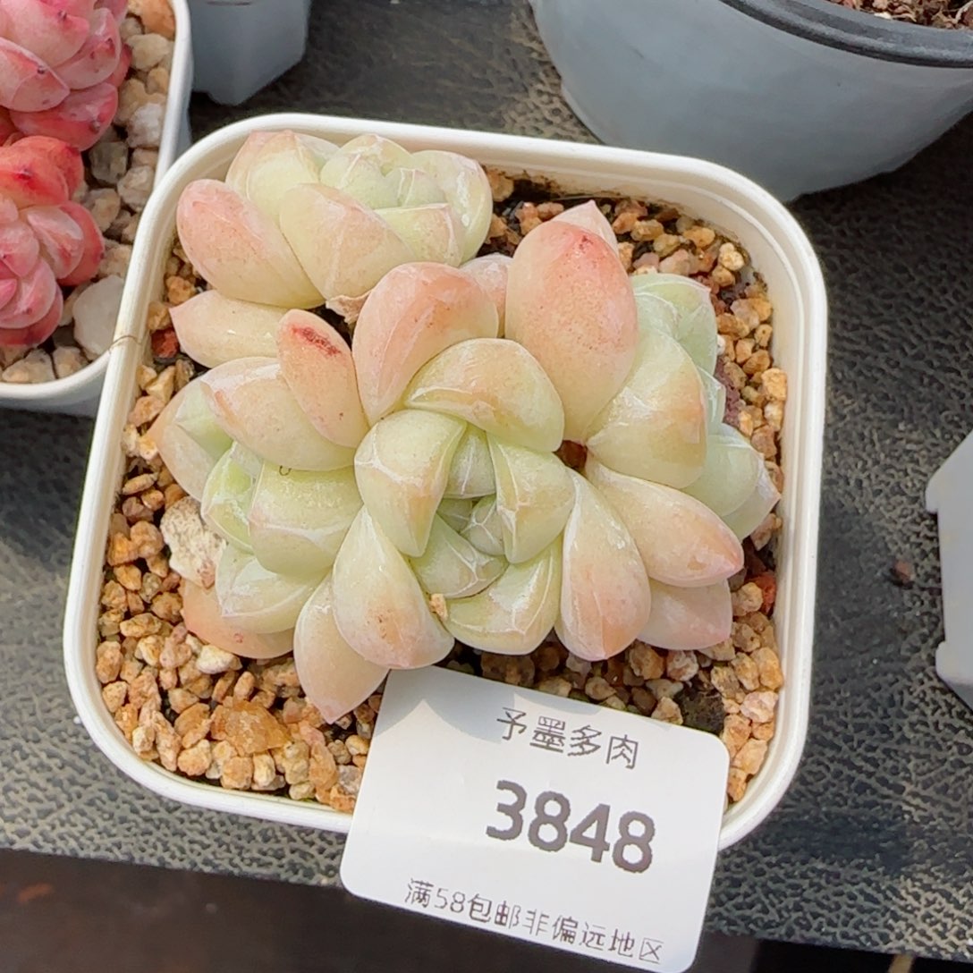 冰玉无砍，3848多肉植物