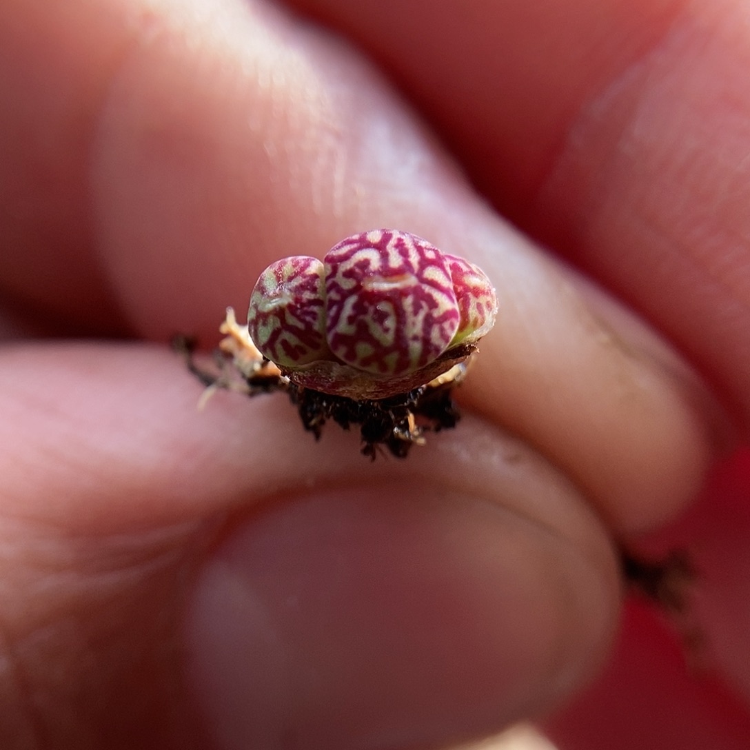 714墨小锥一颗二蜕三头包邮