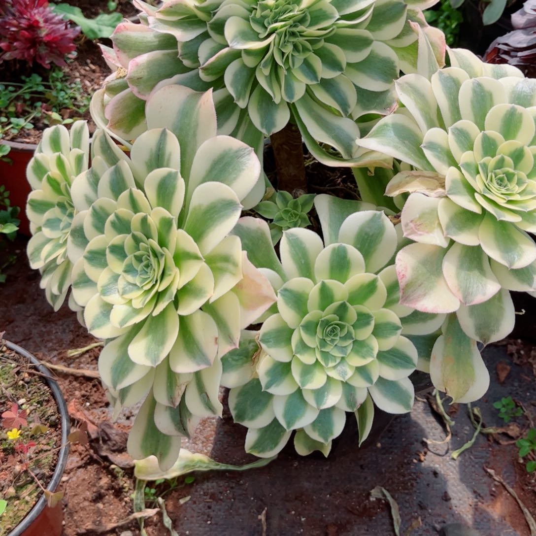 多肉植物696绿豆