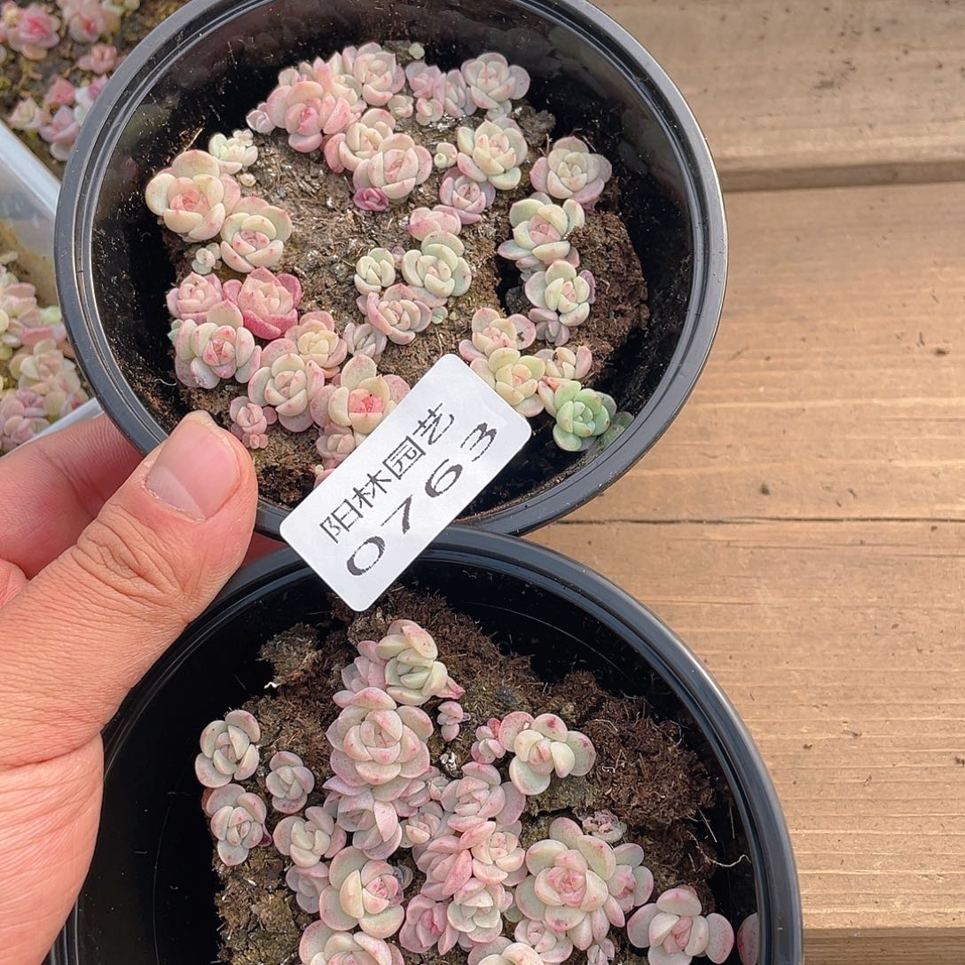 也***谁多肉植物多肉植物763