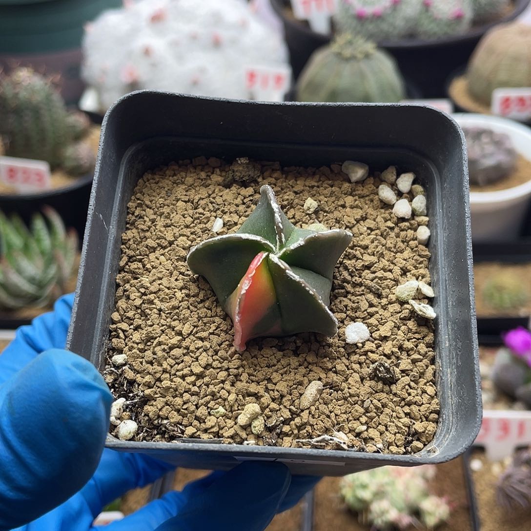 实生鸾凤玉锦仙人球