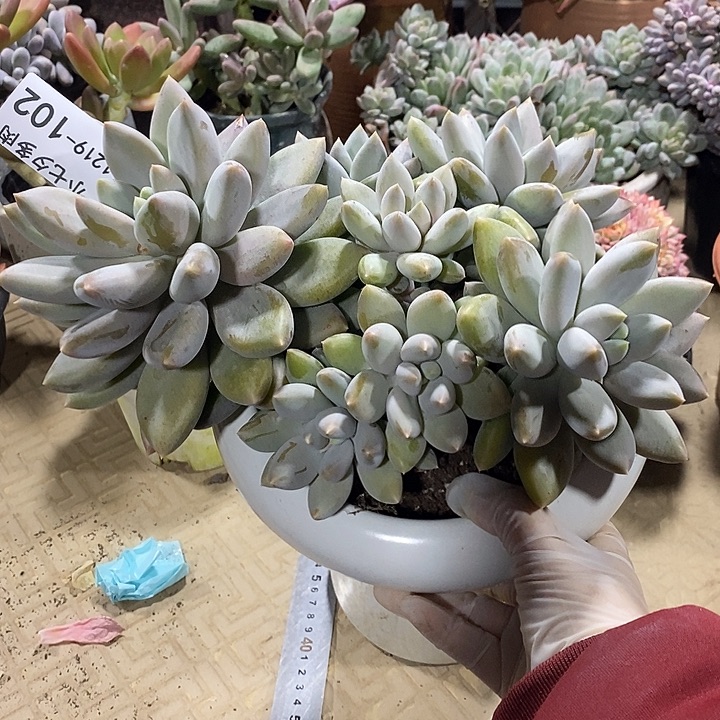 有****小七夕多肉哥特102