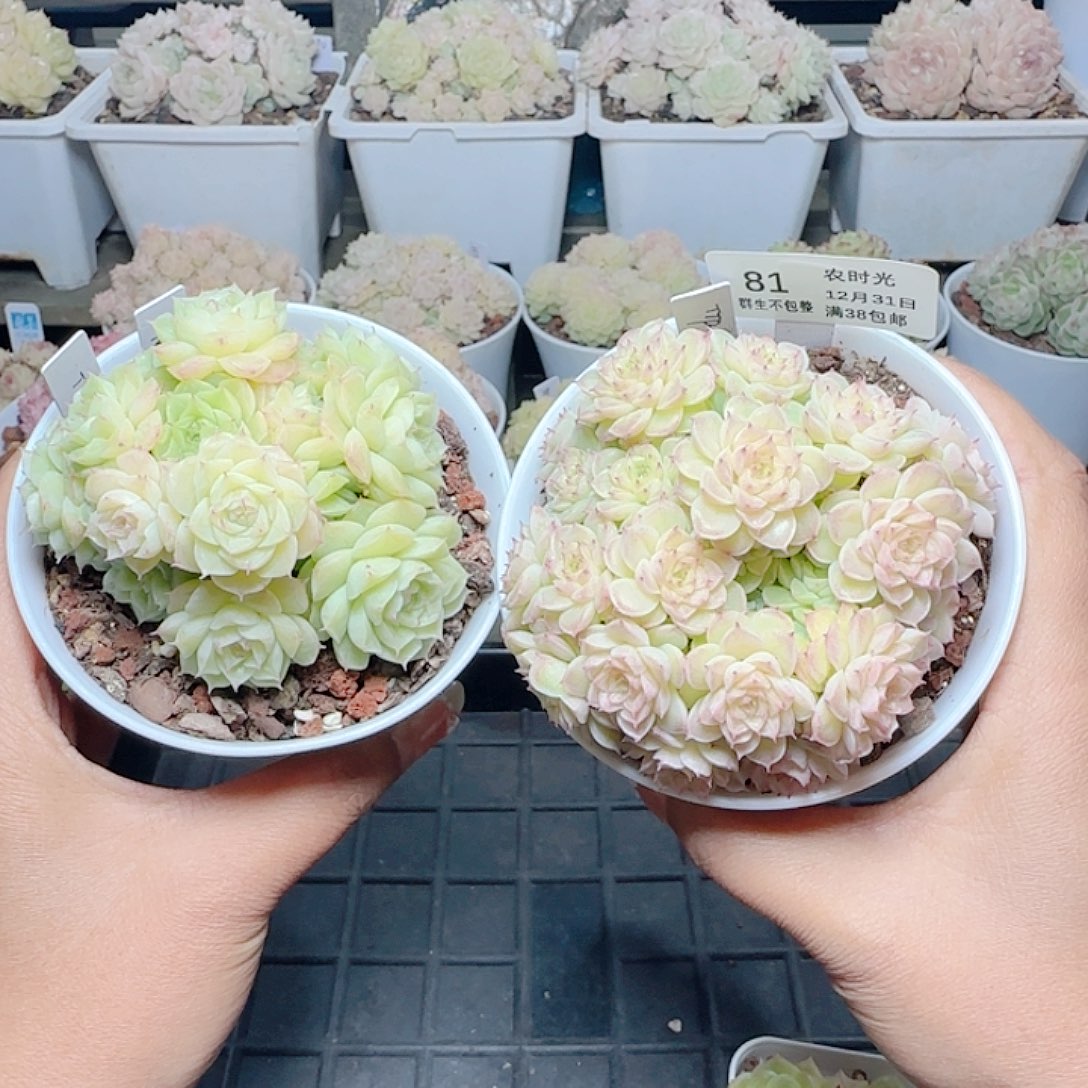 1231-81麦杆打包雨绵专拍