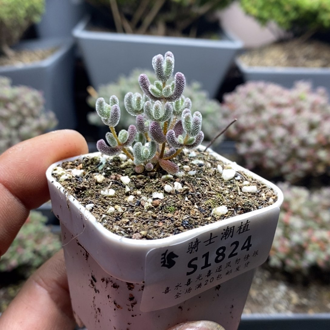 1824实生精控优选冰晶多肉