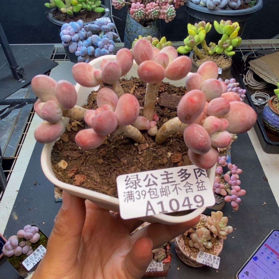049苹果奶一代多肉7