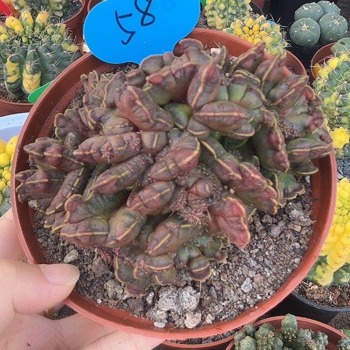 高砂一点红缀化自根