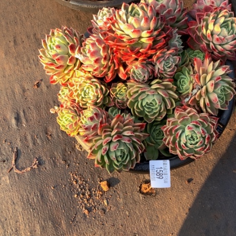 用****81589粉女巫多肉