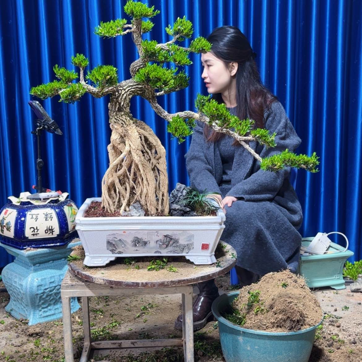 【闪购商品】广东雀舌黄杨盆景