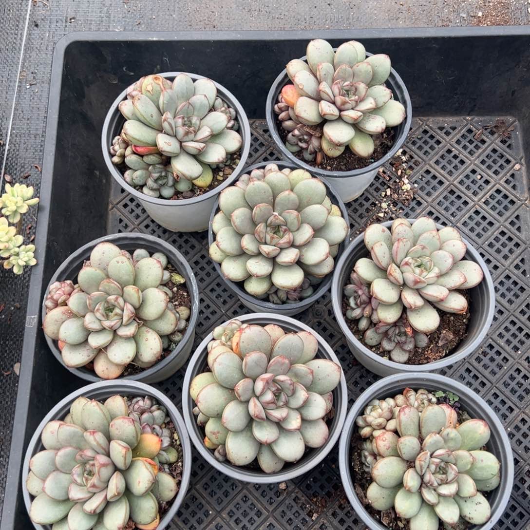 葡萄4头起，图中任意一颗，尺寸9+