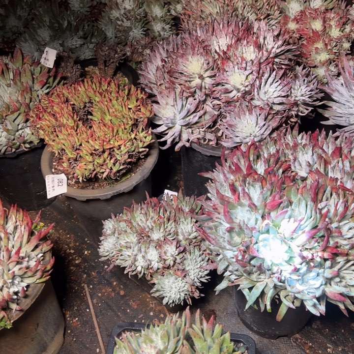 085哈哈哈哈哈哈哈哈哈