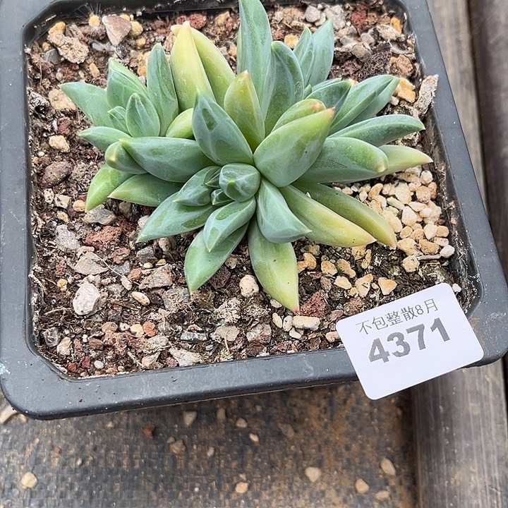 阿雅园艺。    4371外翻