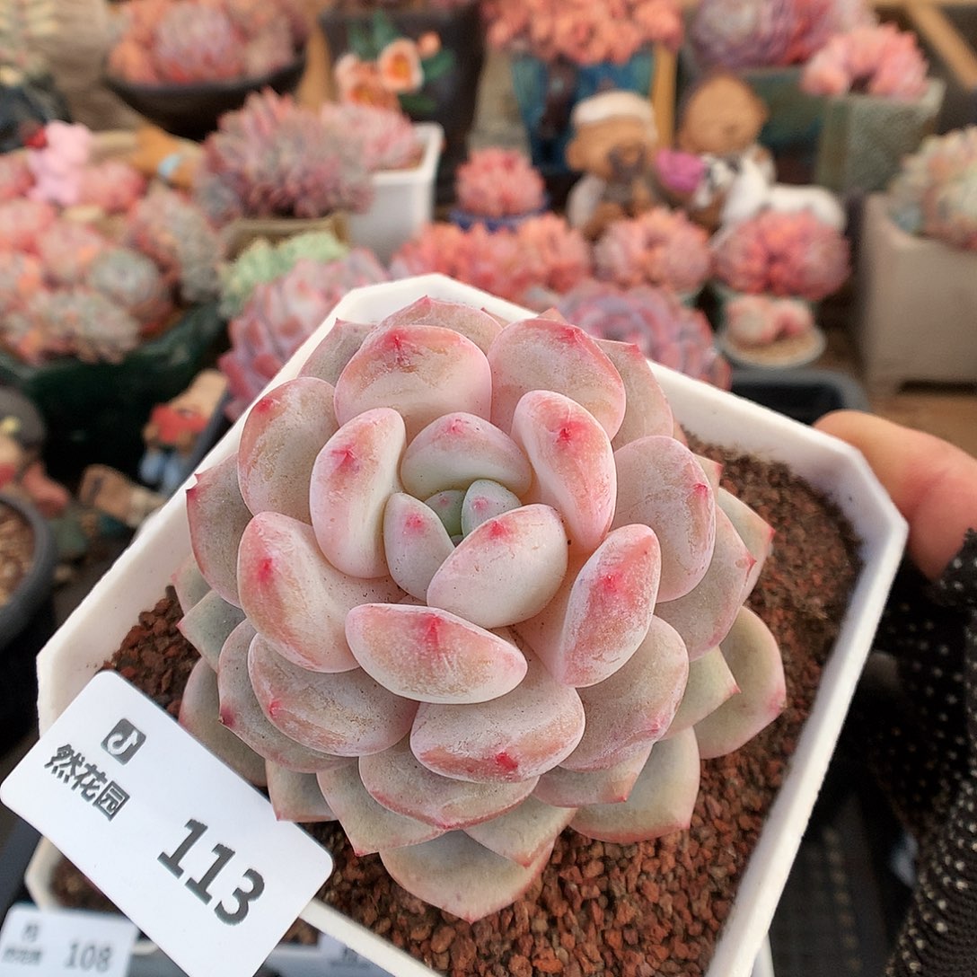 113星影多肉植物6666