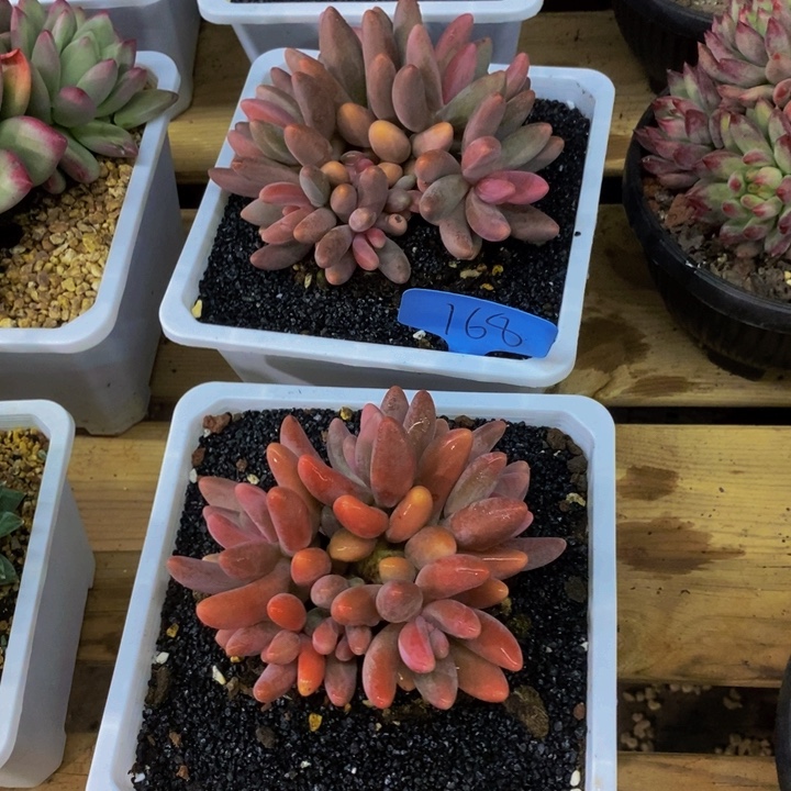 是因为她没有勇气跟我们