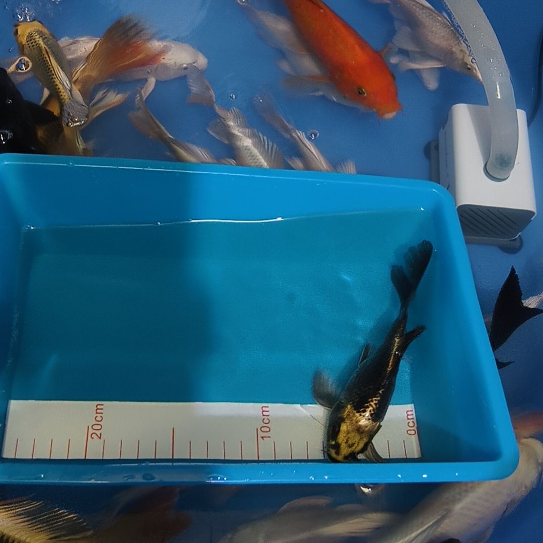 蝴蝶鲤鱼蝴蝶鲤熊猫