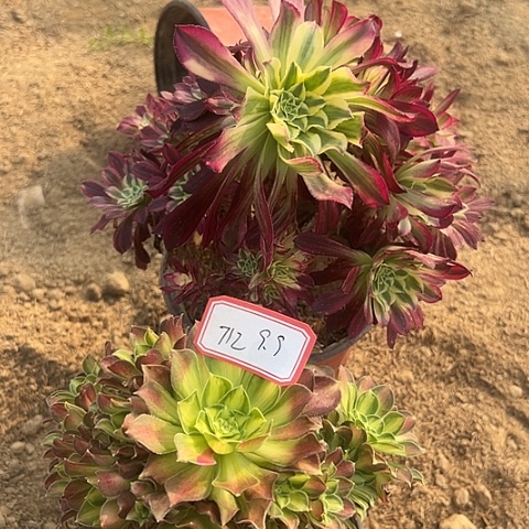 多肉植物韶华712