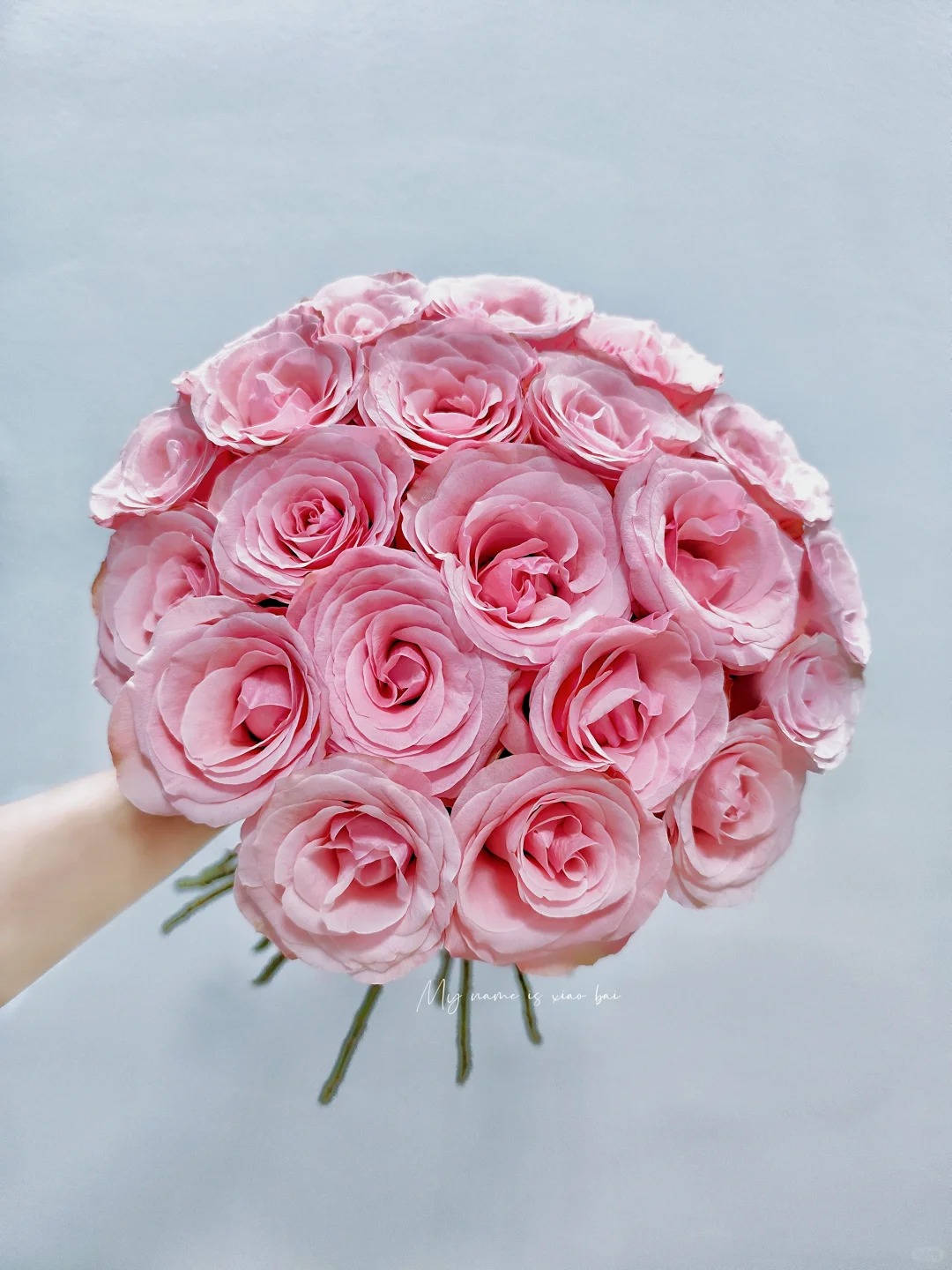 （蔓蔓）和旋单头玫瑰15支+5支防损 1单包邮