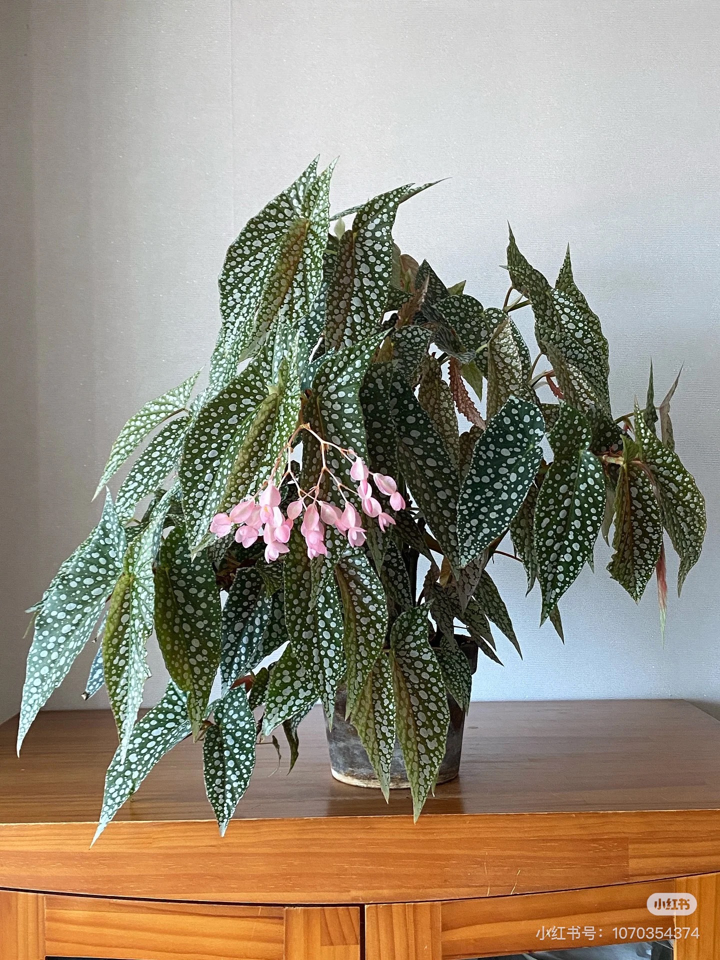 白冰秋海棠室内好养的竹节秋海棠盆栽四季开花观花植物