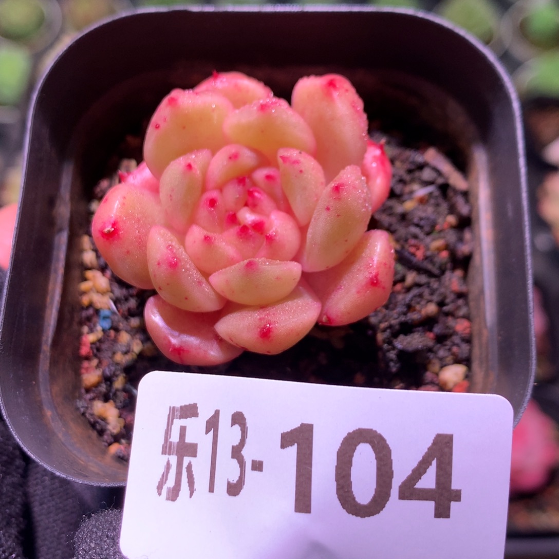 乐然13-104 灵翠单头 