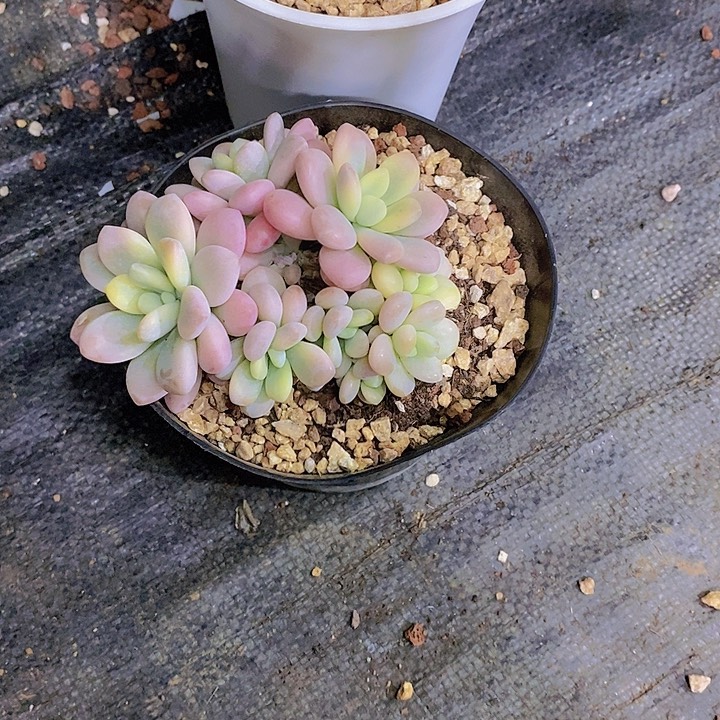 牡***丹洛神锦多肉植物群