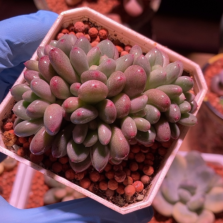 香香雪锦多肉植物