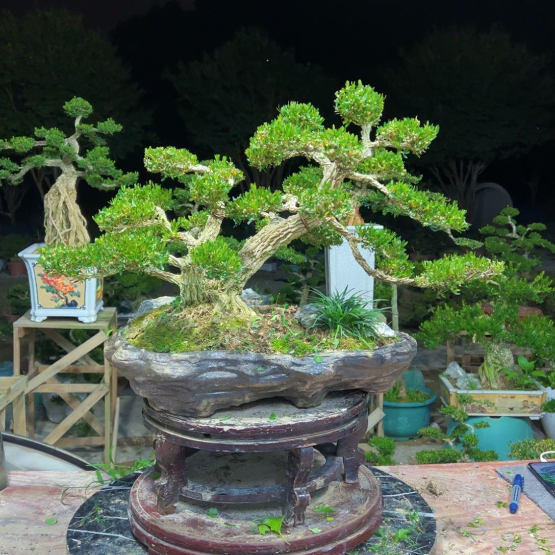 *****无花朵广东皱皮雀舌黄杨