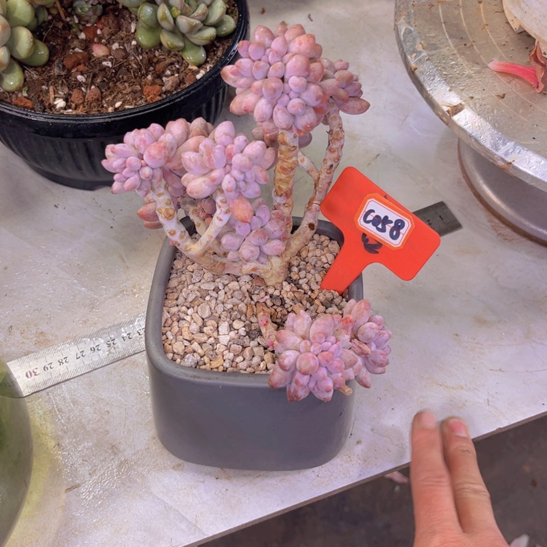 ?*手指058多肉植物