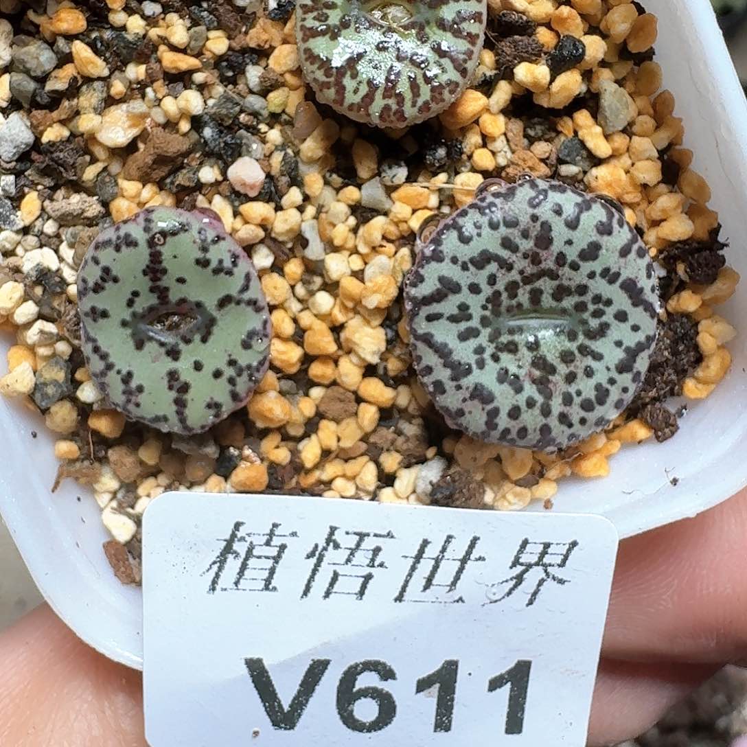 611？h盒多肉植物哇df