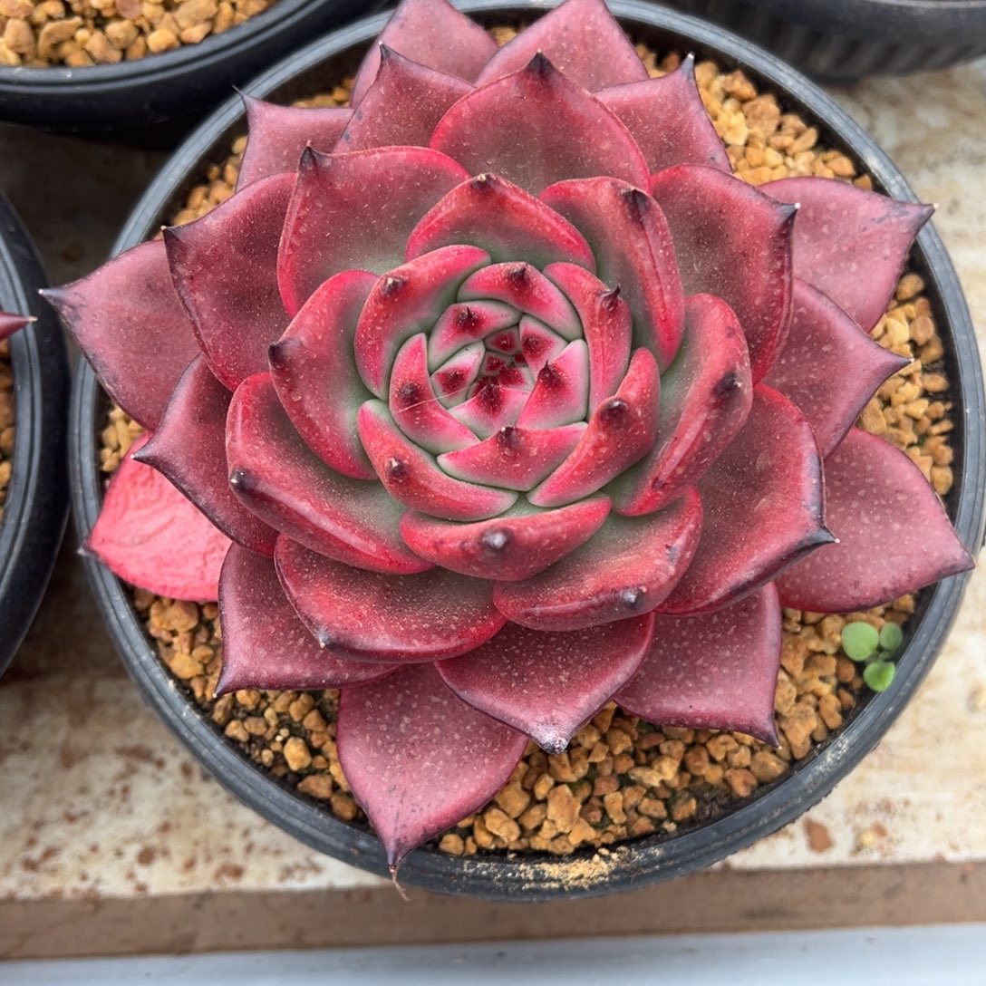 粉钻美肉多肉植物
