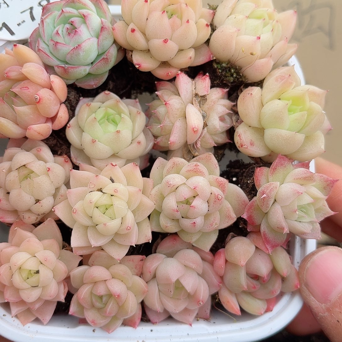 1-782新疆西藏内蒙不发12.8包邮2-3公分多肉