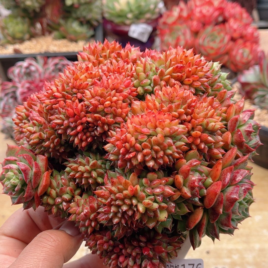 176青苹果缀德华多肉