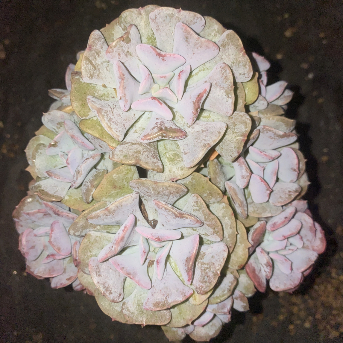『雪精灵群』多肉植物盆栽 全店满15包邮
