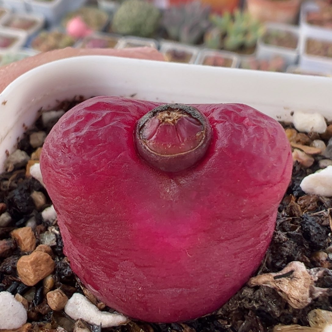 253多肉植物百科