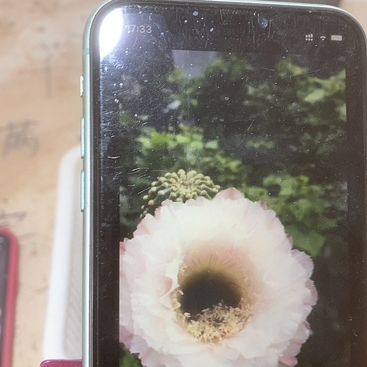 黑美人彩草侧芽三厘米