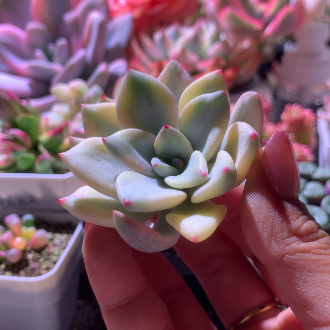 桃夭夭覆轮锦砍头