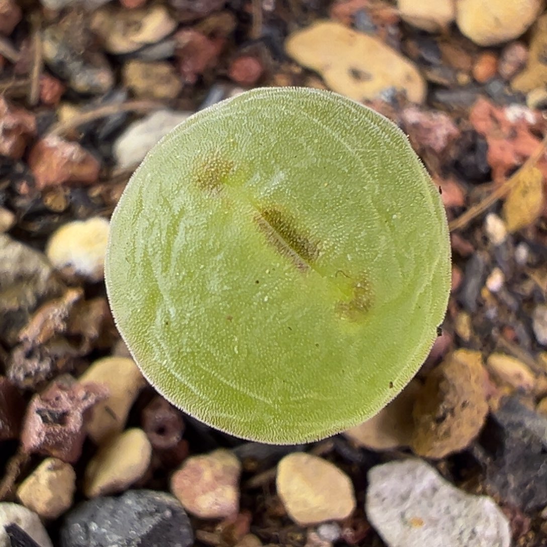 06粉红女郎纽扣母本一物一拍