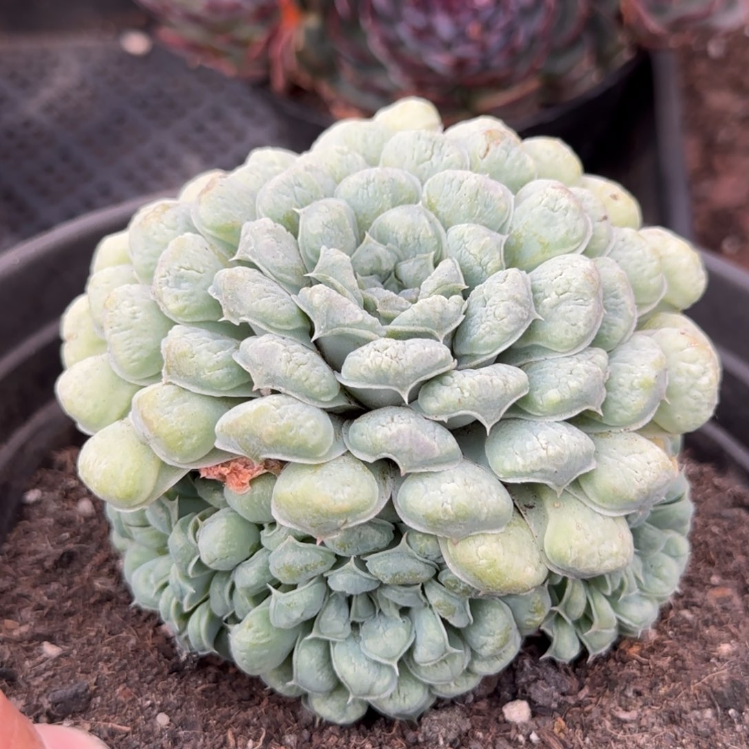 瘤系一物一拍包装收缩花旱