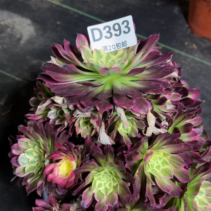 瑞妈多肉园艺393