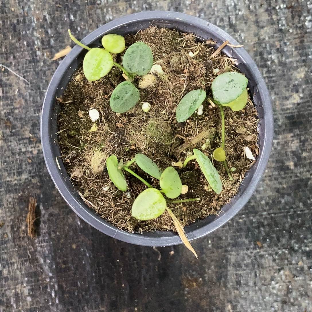 完全开放银豆子球兰45