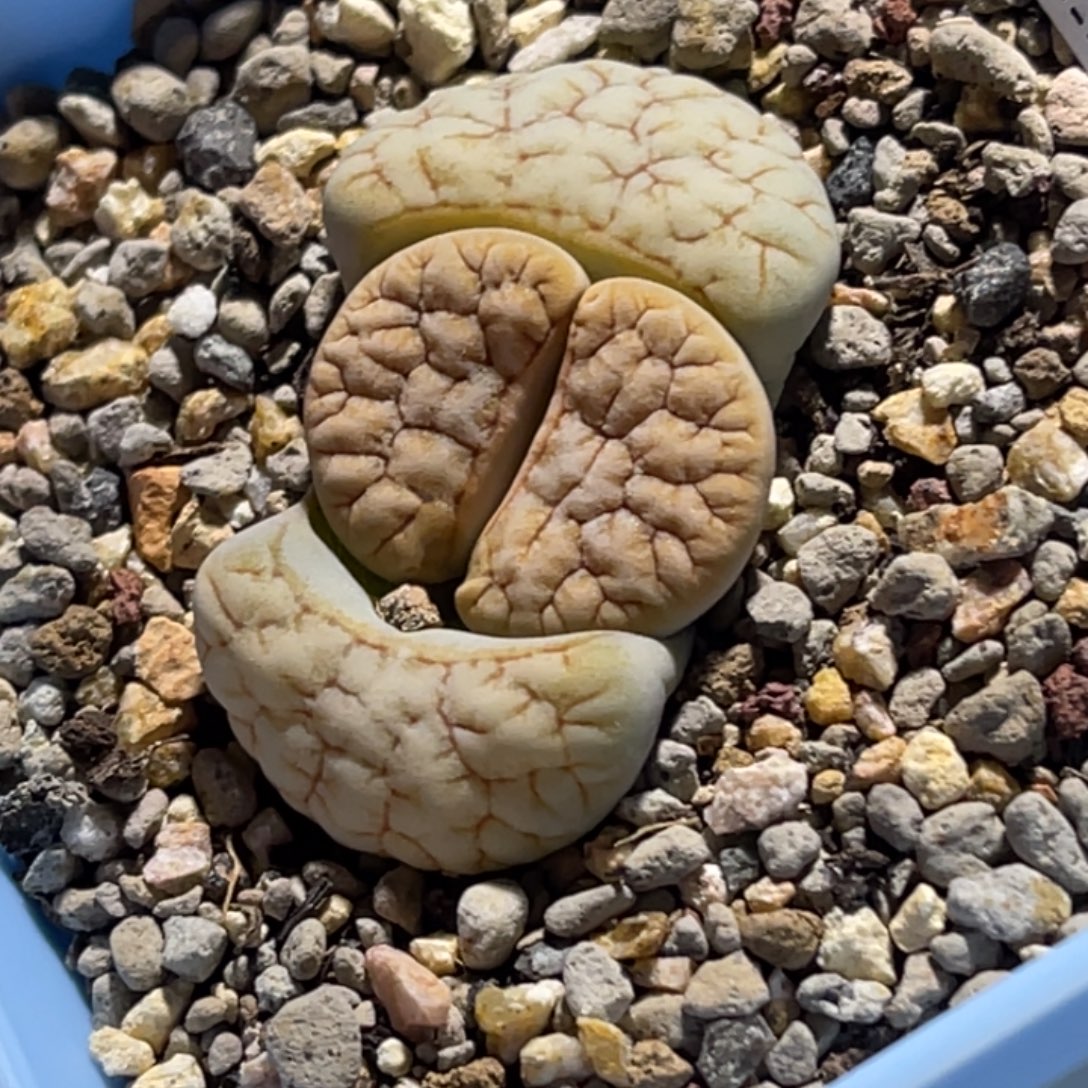 3130凹凸睫毛铁189