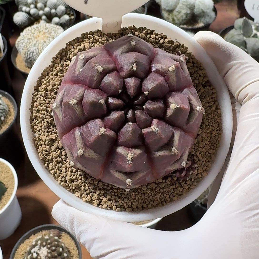 欲***远12号梦想仙人球1224