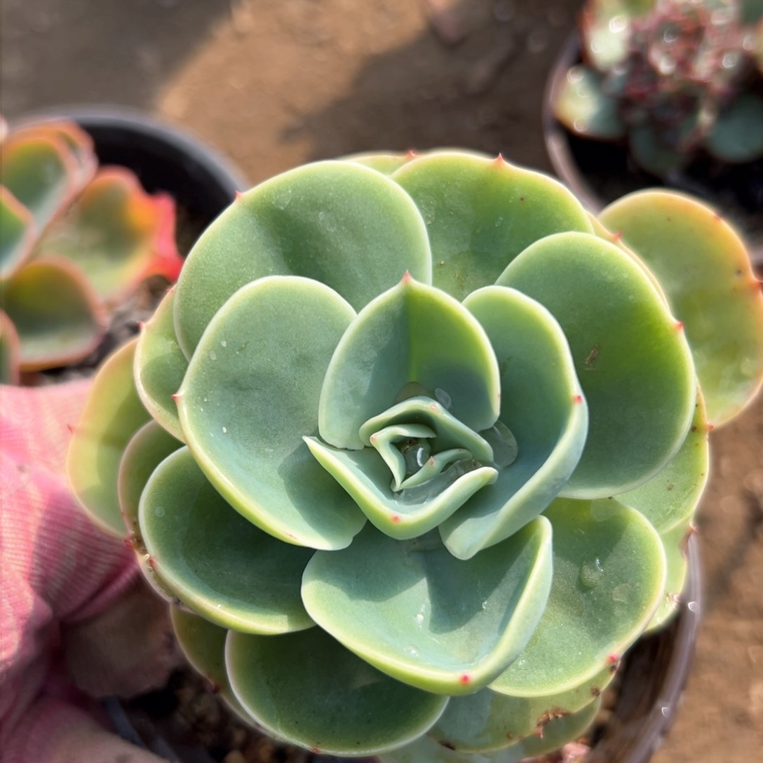 艾斯美蓝达多肉我哦植物营养液