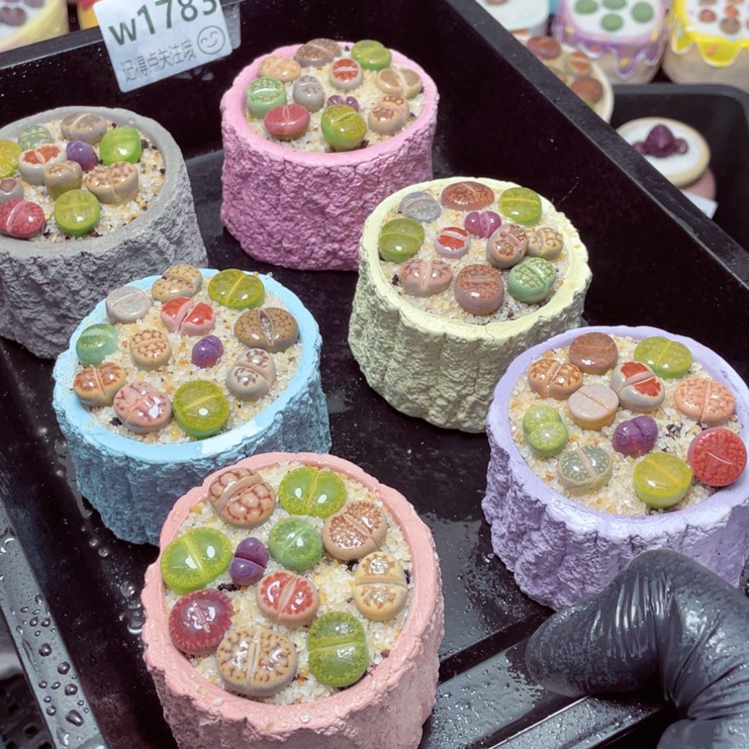 w88888-树桩速干，一份一盆量拍