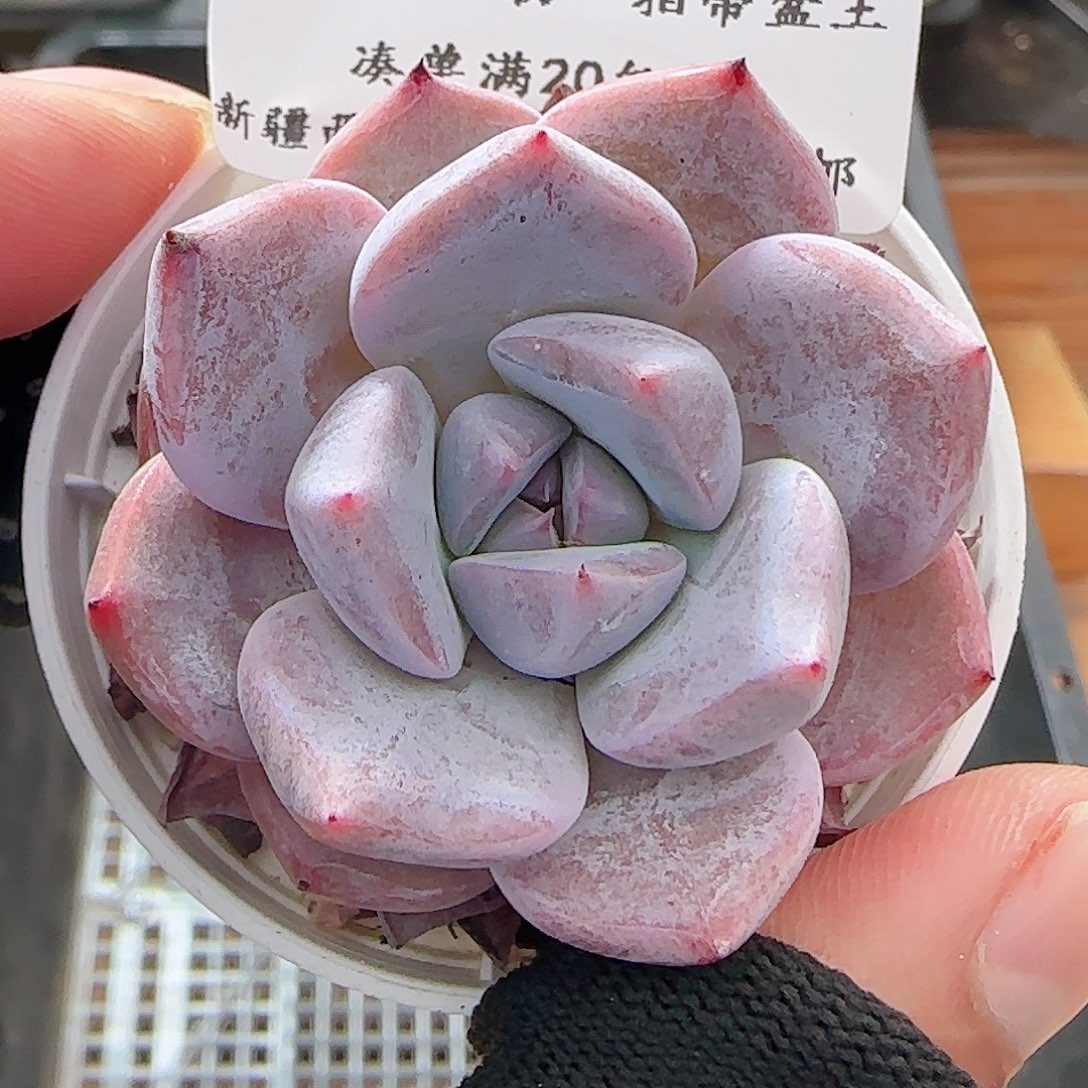 多肉0701-137福利福利