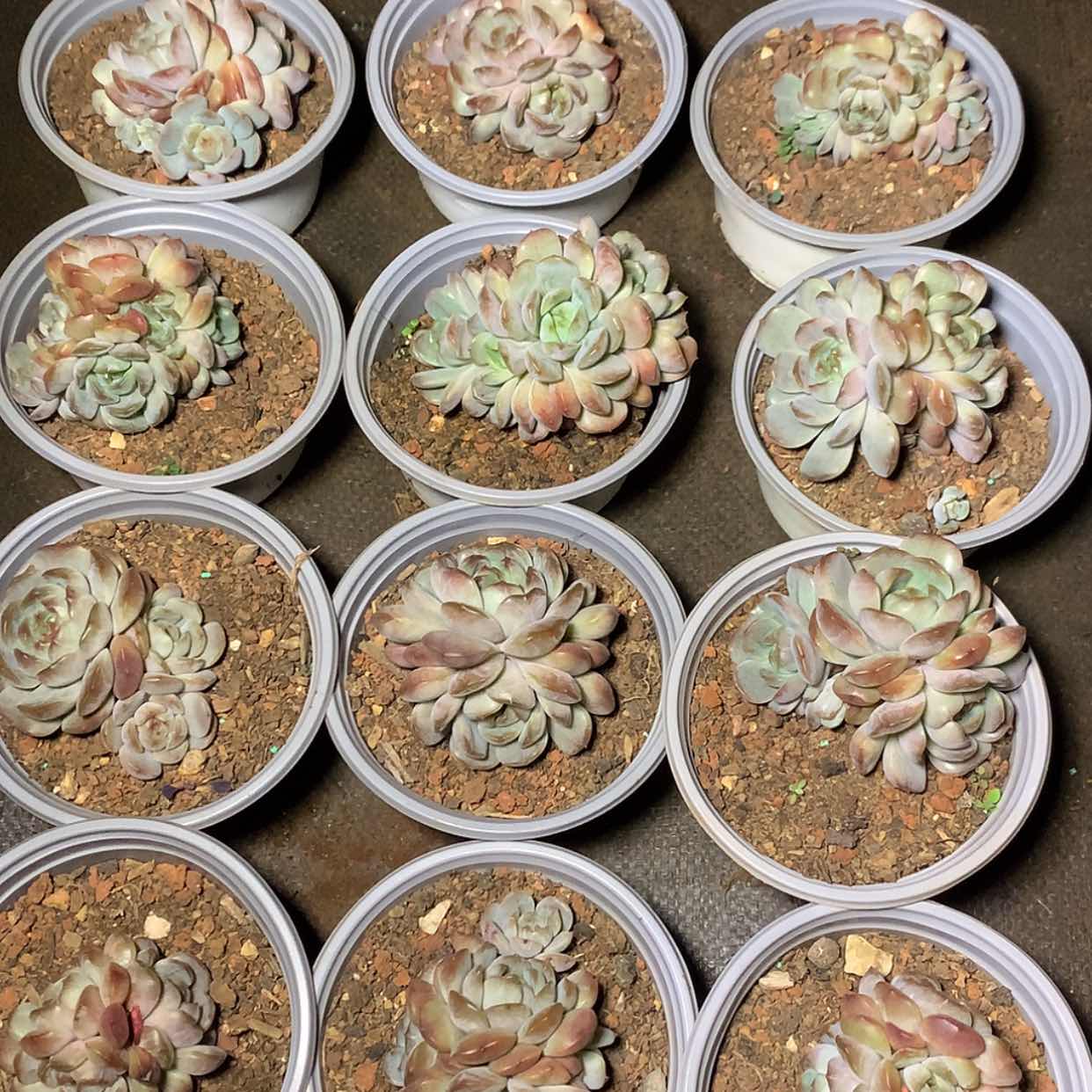 【闪购商品】‖****℡红色恋人12颗