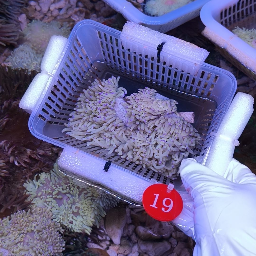 周***周海水鱼紫点白19号