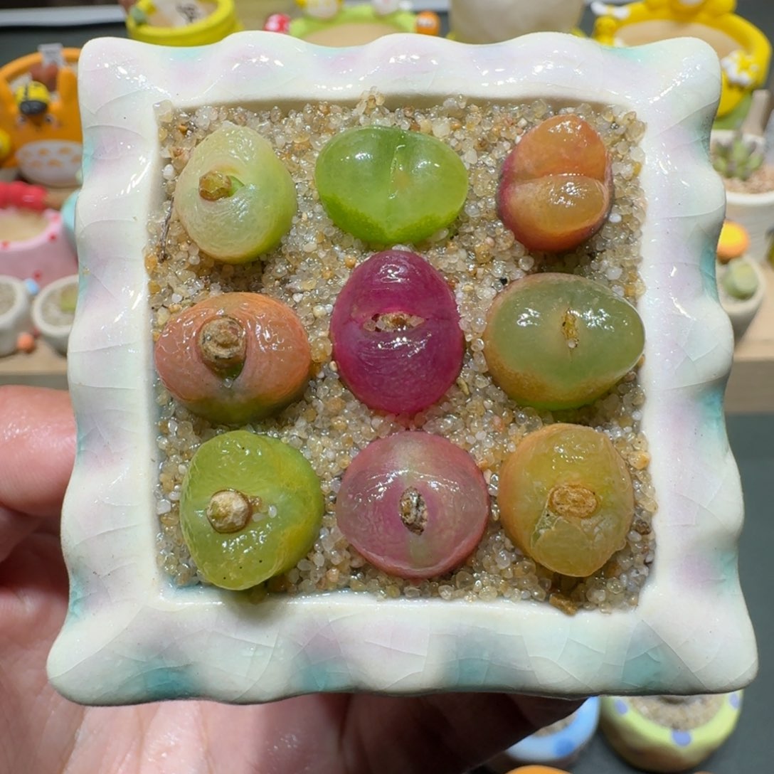 红陶蘑菇473毛汉尼