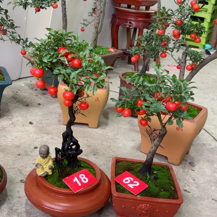 无花朵海***?金弹子盆景树