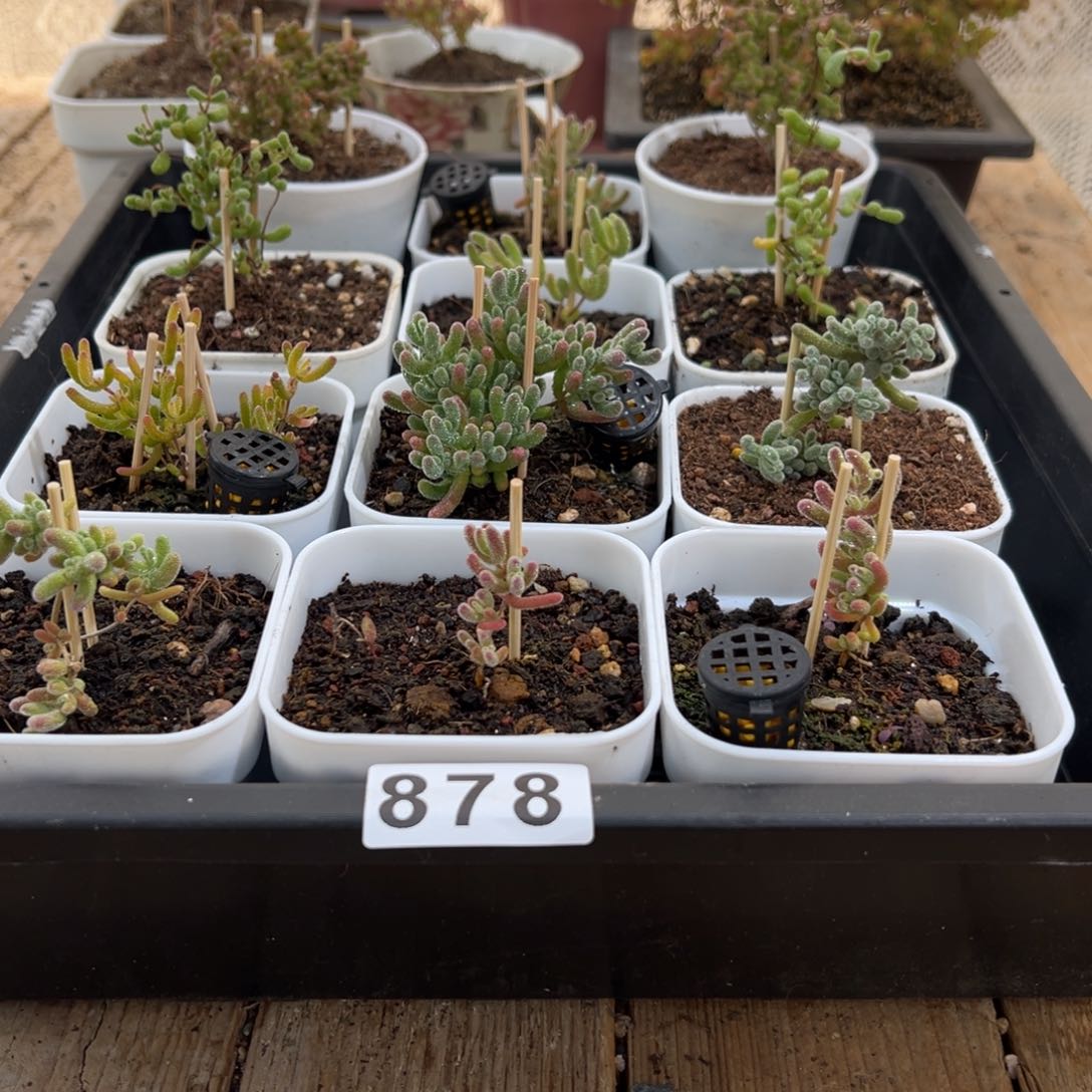 枝干番杏多肉植物878